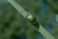 Tarczyk zielony (Cassida viridis)