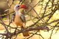 Toko biaogrzbiety (Tockus erythrorhynchus)