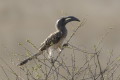 Toko nosaty (Tockus nasutus)