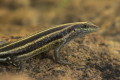 Trachylepis striata (Trachylepis striata)