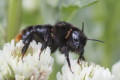 Trzmiel kamiennik (Bombus lapidarius)