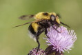 Trzmielwka kowa (Vollucela bombylans)