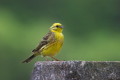 Trznadel (Emberiza citrinella)