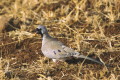 Turkaweczka czarnogarda (Oena capensis)