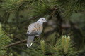 Streptopelia turtur