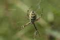 Tygrzyk paskowany (Argiope bruennichi)