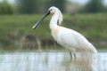 Platalea leucorodia