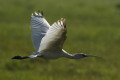 Warzcha czerwonolica (Platalea alba)