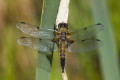 Libellula quadrimaculata