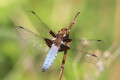 Libellula depressa