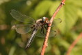 Waka ruda (Libellula fulva)