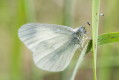 Wietek gorczycznik (Leptidea sinapis)