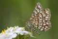 Witalnik nostrzak (Chiasmia clathrata)