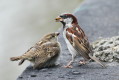 Passer domesticus