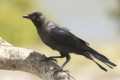 Corvus splendens