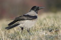 Corvus cornix