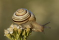 Cepaea hortensis