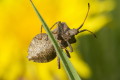 Coreus marginatus