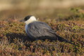 Wydrzyk dugosterny (Stercorarius longicaudus)