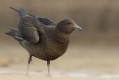 Wydrzyk wielki (Stercorarius skua)