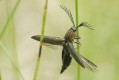 Zaciosek grzebykoczułki (Ctenicera pectinicornis)