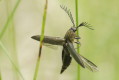 Zaciosek grzebykoczuki (Ctenicera pectinicornis)