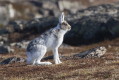 Zajc bielak (Lepus timidus)