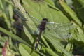 Zalotka wiksza (Leucorrhinia pectoralis)