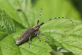 Agapanthia villosoviridescens