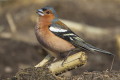 Fringilla coelebs