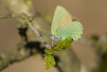 Zieleczyk ostryniec (Callophrys rubi)