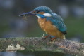 Zimorodek (Alcedo atthis)