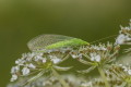 Chrysoperla carnea