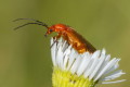 Rhagonycha fulva