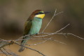 Merops apiaster