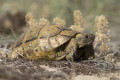 Testudo hermanni