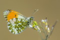 Zorzynek rzeuchowiec (Anthocharis cardamines)