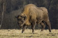 ubr (Bison bonasus)