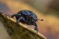 uk leny (Anoplotrupes stercorosus)