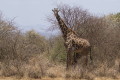 Giraffa camelopardalis