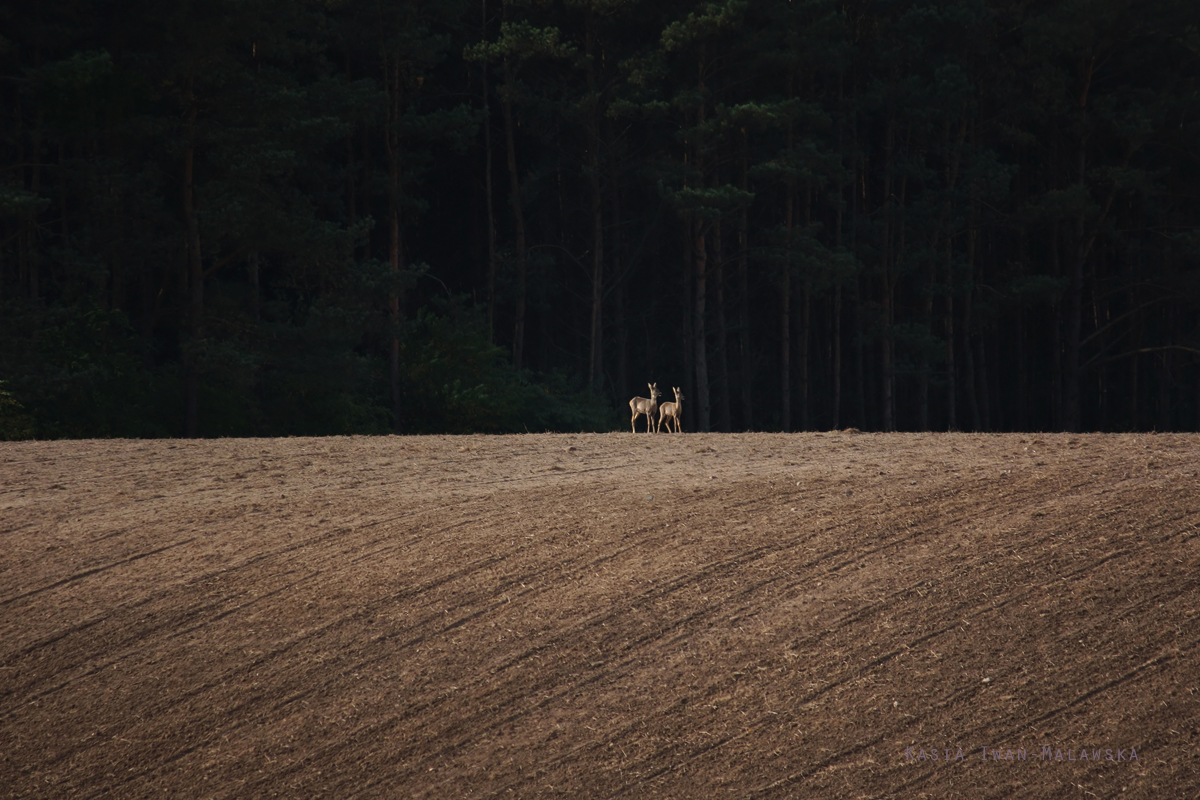 Roe, Deer, Capreolus, capreolus