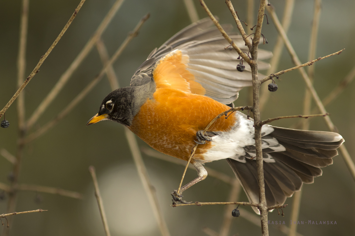 Drozd, wdrowny, Turdus, migratorius, Kanada, ptaki