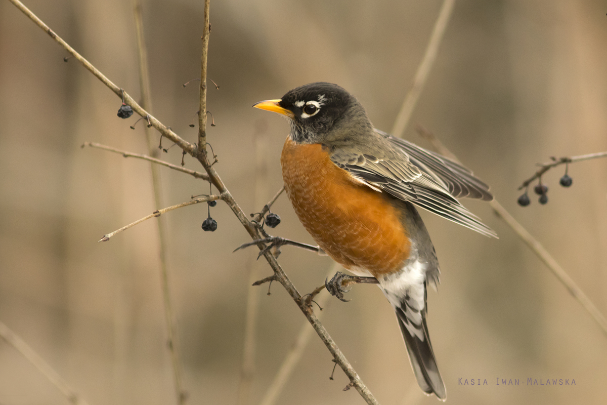 Drozd, wdrowny, Turdus, migratorius, Kanada, ptaki