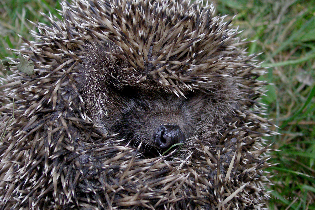 European, Hedgehog, Erinaceus, europaeus