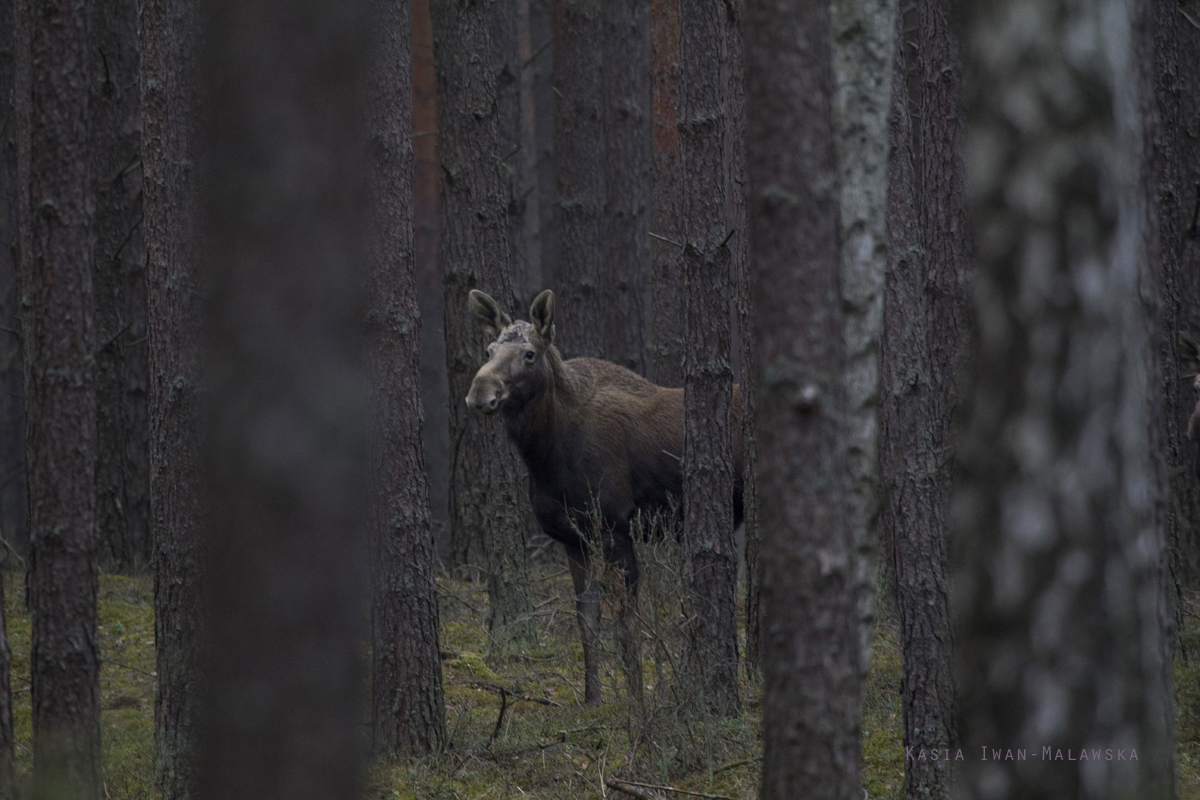 o, Alces, alces, o, ssaki