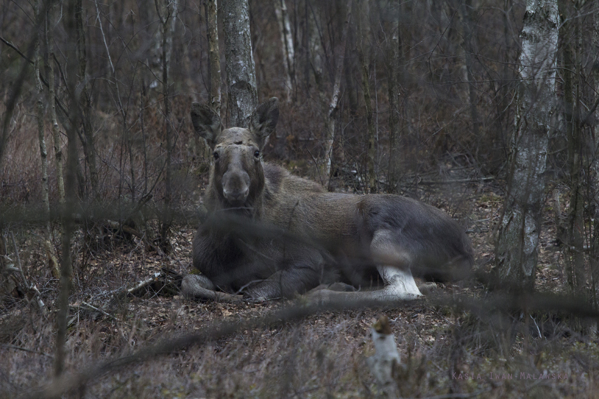 o, Alces, alces, o, ssaki