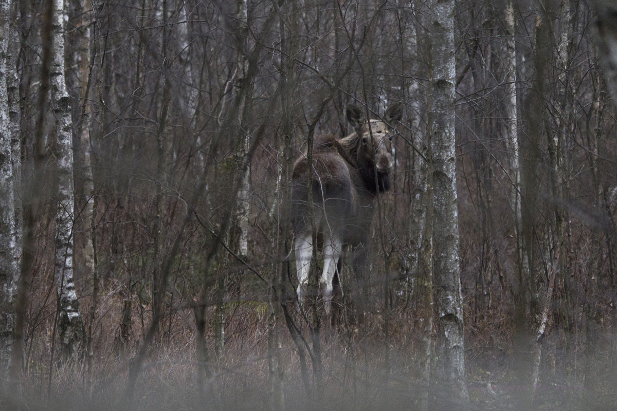 elk, Eurasian, Elk, Alces, alces