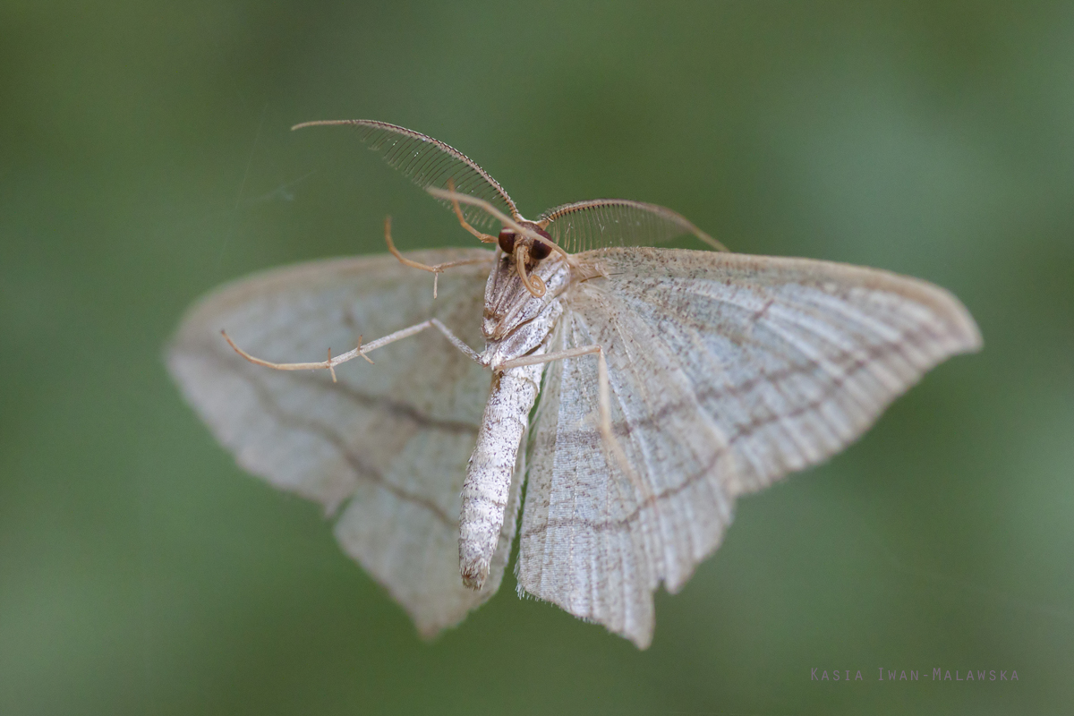 Calothysanis, amata, Blood-vein, butterfly, moth, lepidoptera