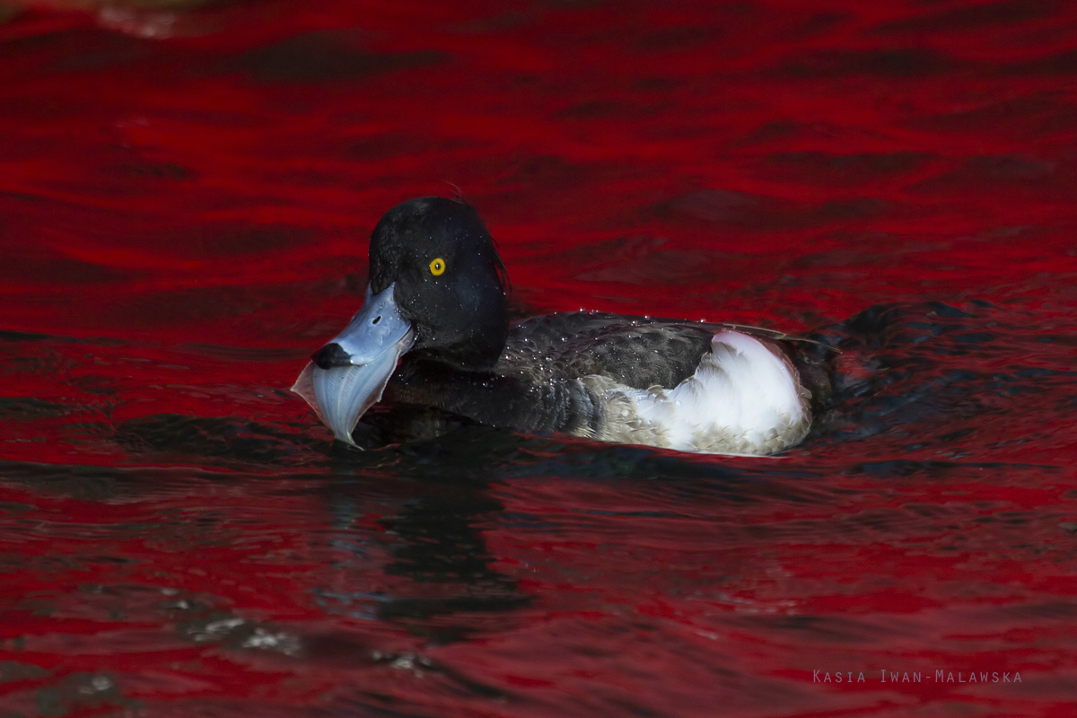 Tufted, Duck, Aythya, fuligula