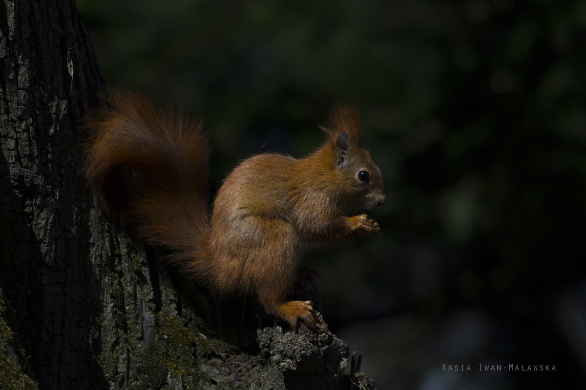 Sciurus, vulgaris, Eurasian, Red, Squirrel